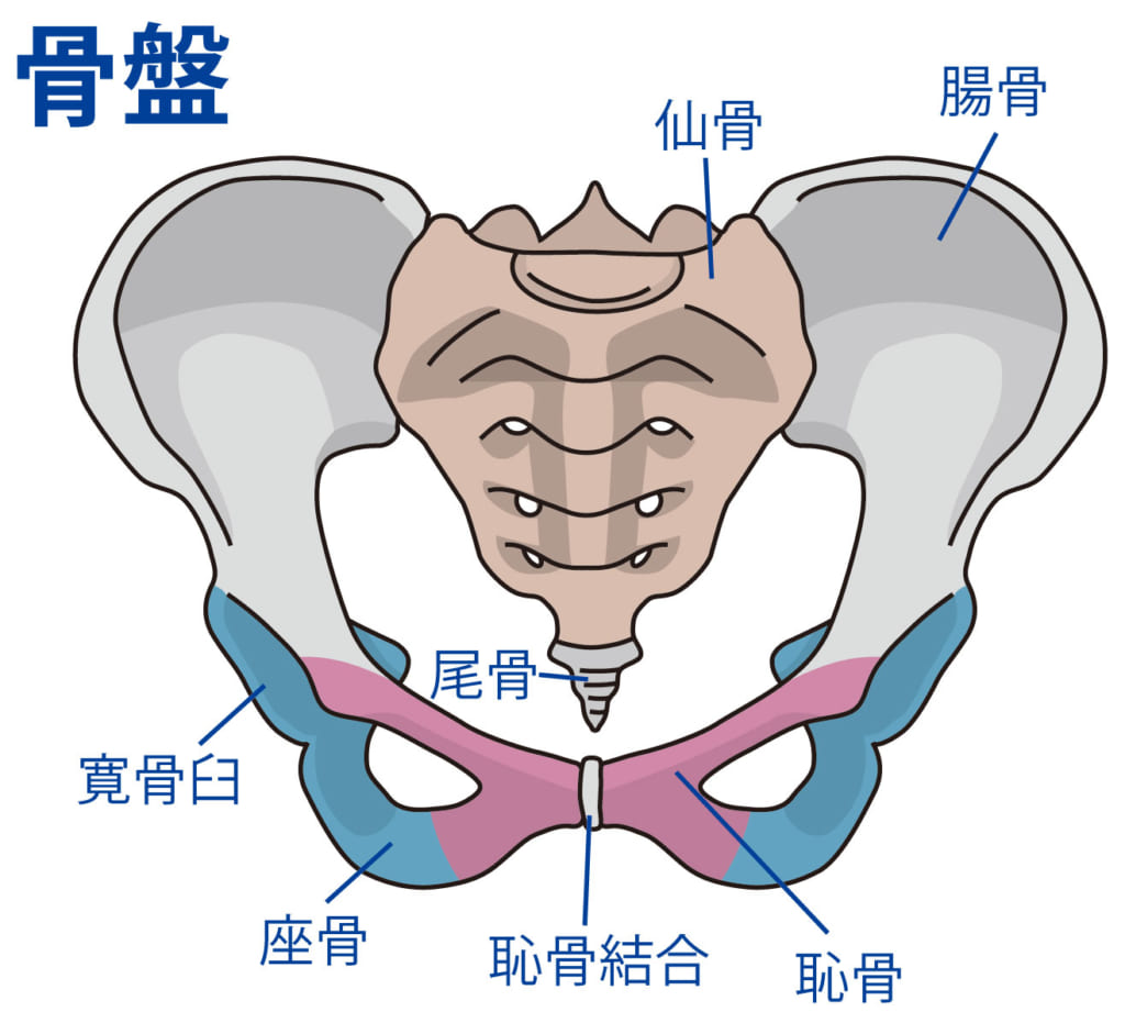 尾骨や仙骨の痛みは骨盤の角度が関係!? ままテン|産後骨盤矯正 尾骨や仙骨の痛みは骨盤の角度が関係!? ままテン|産後骨盤矯正
